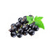 Refresh You - PostMix Sirup - Johannis Beere - GastroDeals